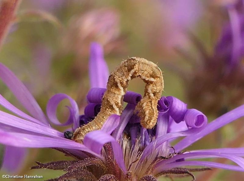 Common tan wave moth caterpillar (Pleuroprucha insulsaria), #7132  [September 17]