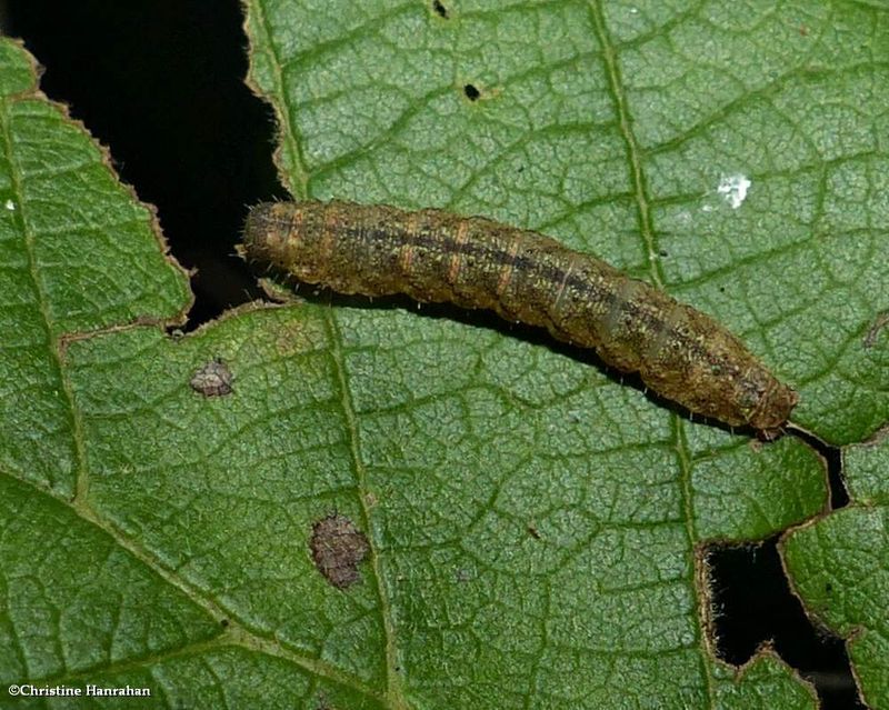 Noctuid moth caterpillar  [September 10]