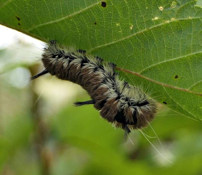 Large gray dagger moth caterpillar  (Acronicta insita), #9202  [September 14]