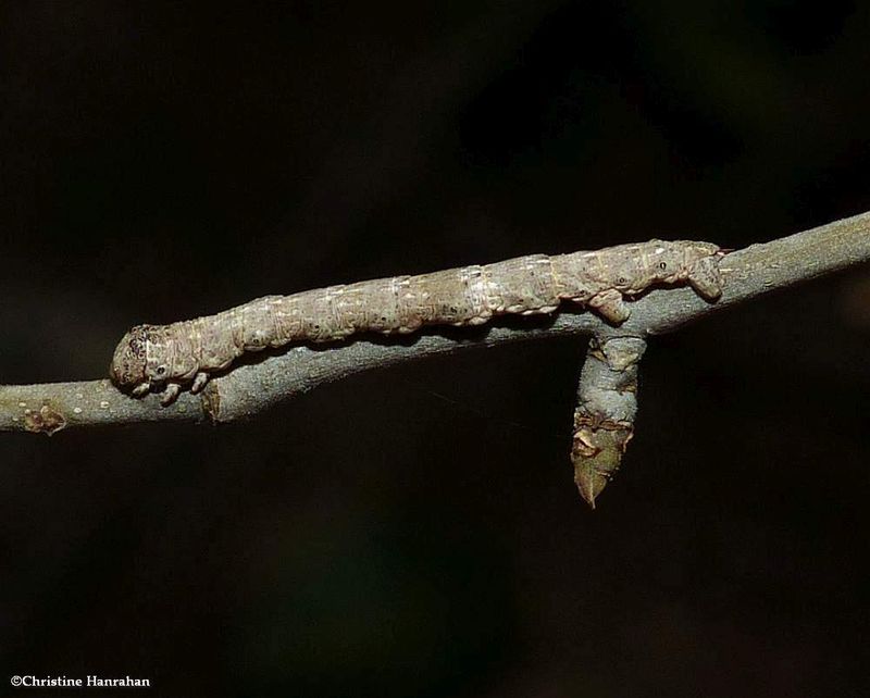Geometrid moth caterpillar   [September 10]