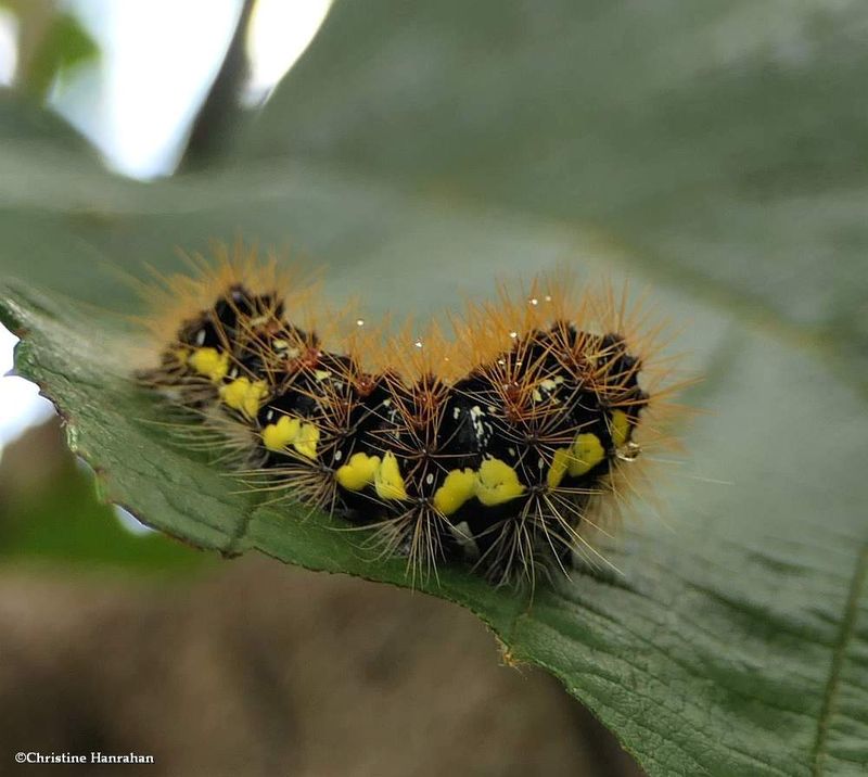 Smeared dagger moth caterpillar  (Acronicta oblinita), #9272  [September 14]