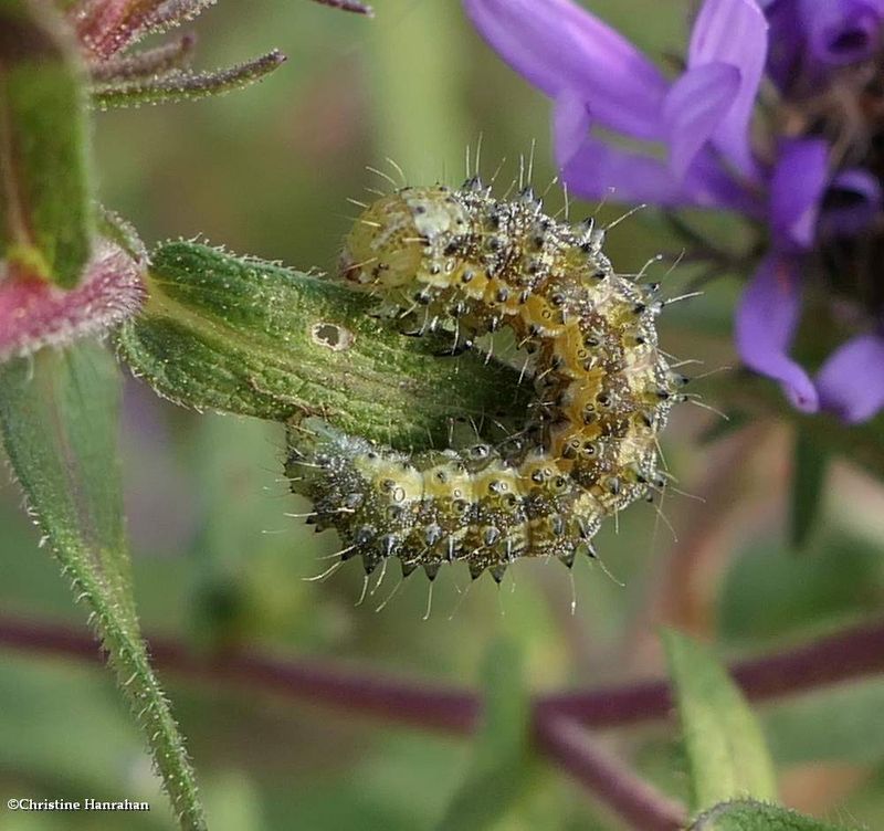 Noctuid moth caterpillar (Heliothis ?) 