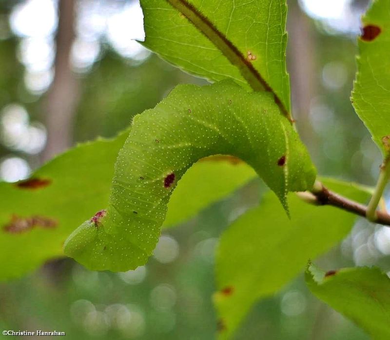Small-eyed sphinx moth caterpillar  (Paonias myops), #7825  [September 16]