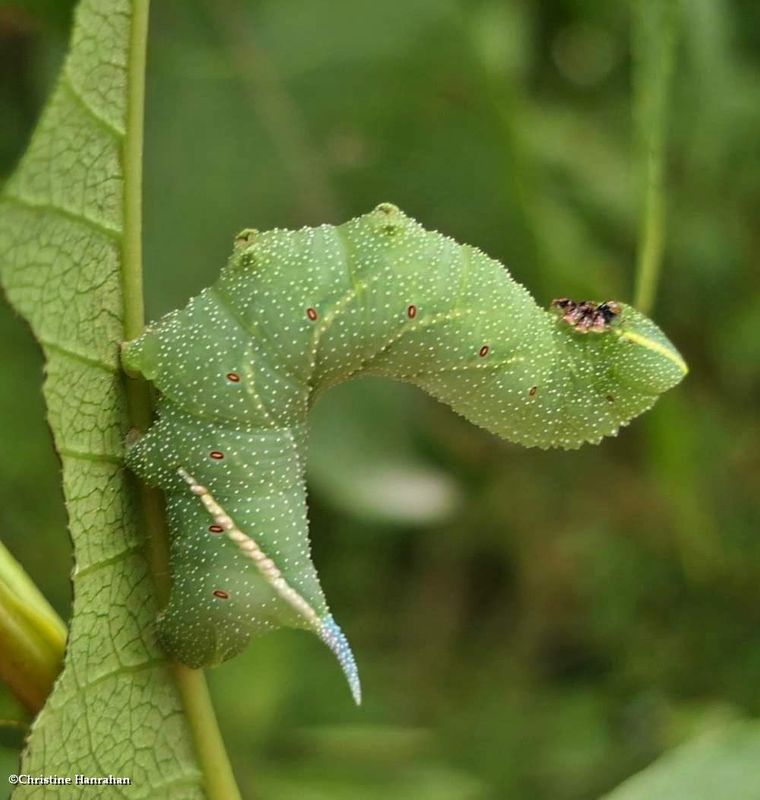 Twin-spotted sphinx moth caterpillar (<em>Smerinthus jamaicensis</em>), #7821  [September 1]