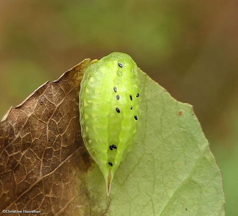 Elegant tailed slug  moth caterpillar (Packardia elegans), #4661  [September 16]