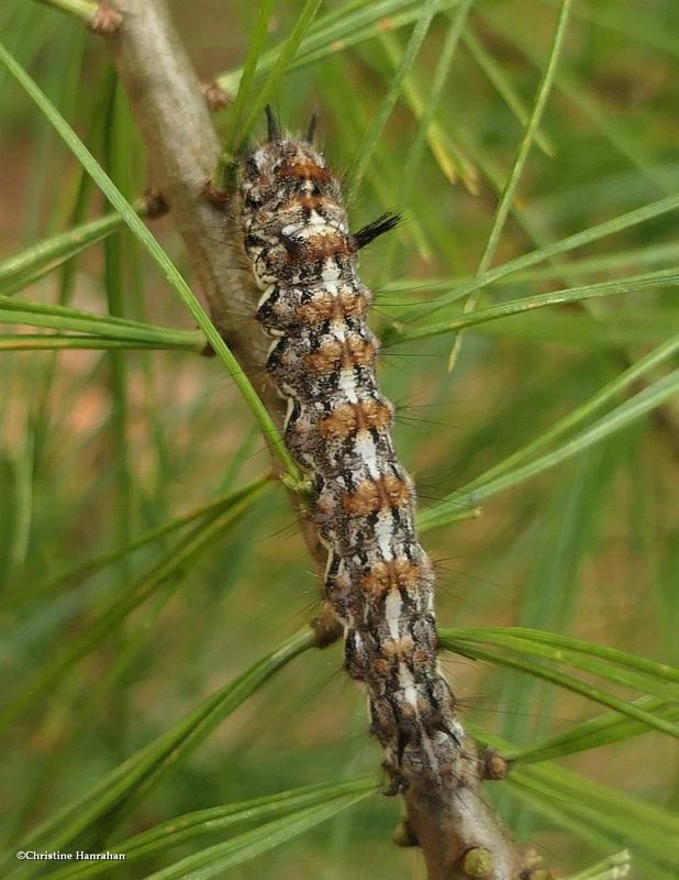 Eastern panthea moth caterpillar  (Panthea furcilla), #9182 