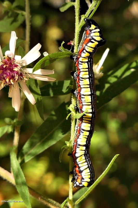 Brown-hooded owlet moth caterpillar  (Cucullia convexipennis), #10202  [October 3]