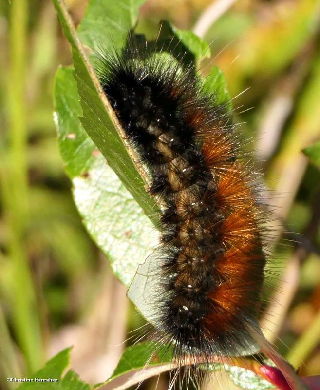 Tiger moth caterpillar  [October 3]