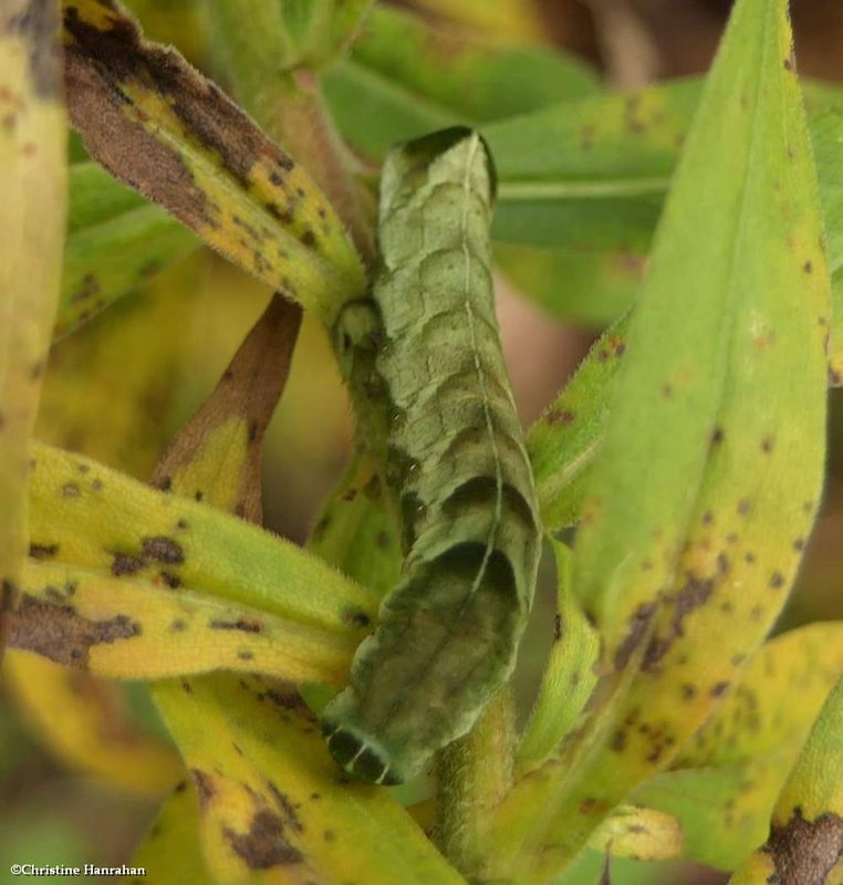 Hitched arches moth caterpillar  (Melanchra adjuncta), #10292  [October 12]
