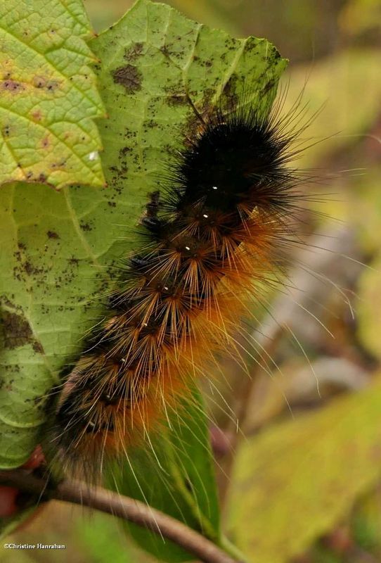 Virginian tiger moth caterpillar  (spilosoma virginica), #8137  [October 12]