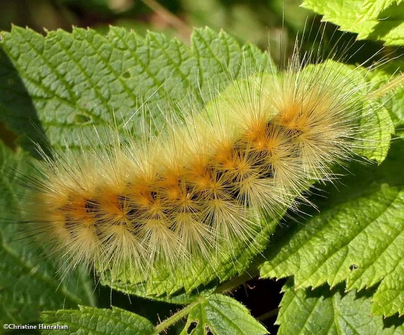 Virginian tiger moth caterpillar  (spilosoma virginica), #8137  [October 3]