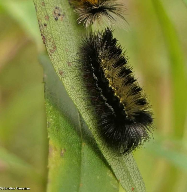 Virginia ctenucha moth caterpillar (Ctenucha virginica), #8262,  [October 12]