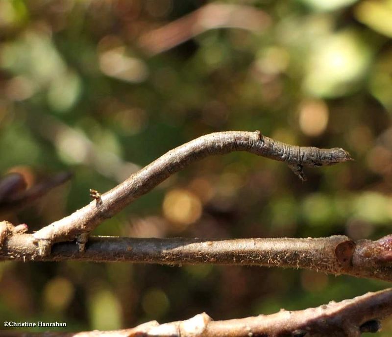 Geometrid moth caterpillar   [October 3]