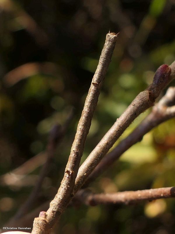 Geometrid moth caterpillar   [October 3]