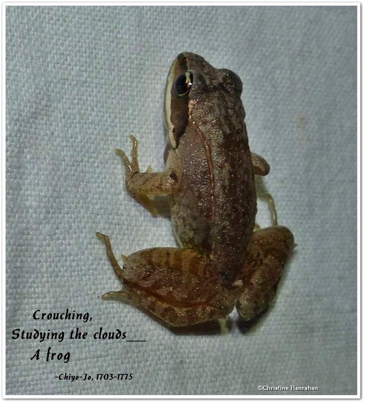 Crouching frog...
