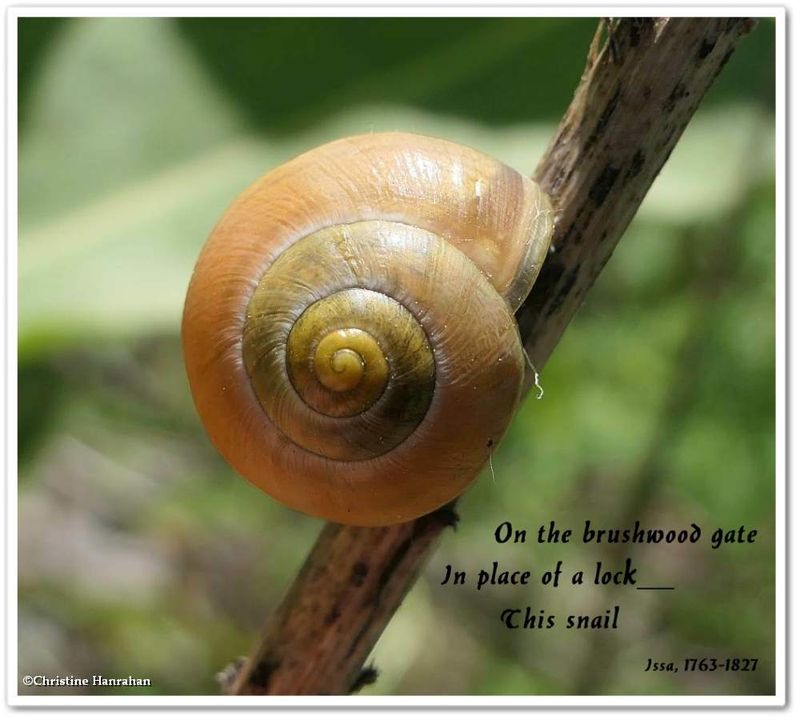 A snail...