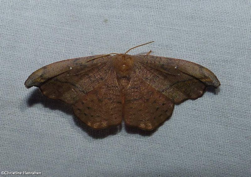 Rose hooktip moth  (Oreta rosea), #6255