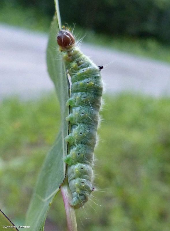 Prominent Moth caterpillar (Clostera)  [July 17]