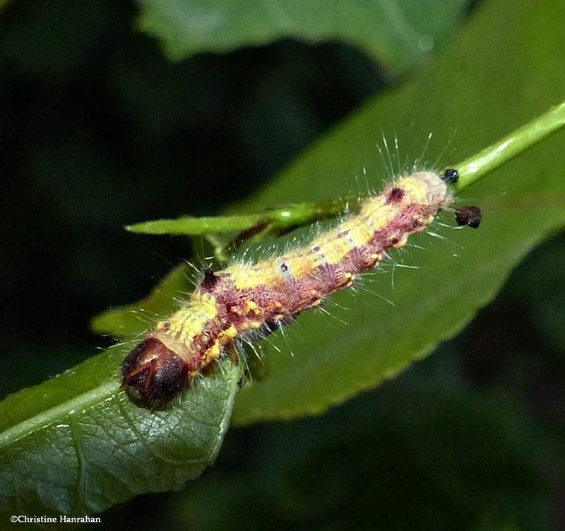 Sigmoid Prominent Moth caterpillar (Clostera albosigma), #7895   [July 17]