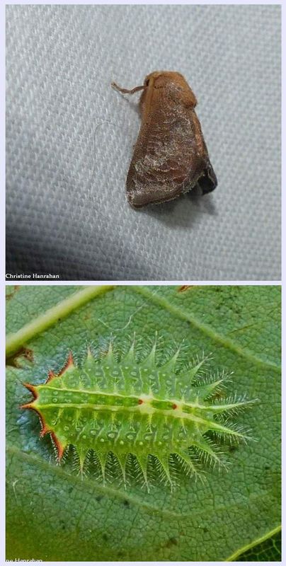 Crowned slug moth and larva  (Isa textula), #4681