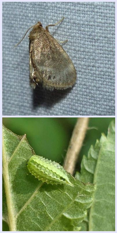 Elegant tailed slug  moth and larva (Packardia elegans), #4661