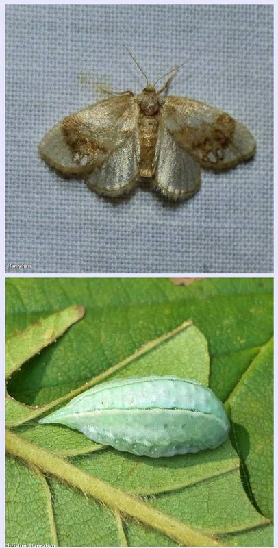 Jewelled tailed slug moth and larva  (Packardia geminata), #4659