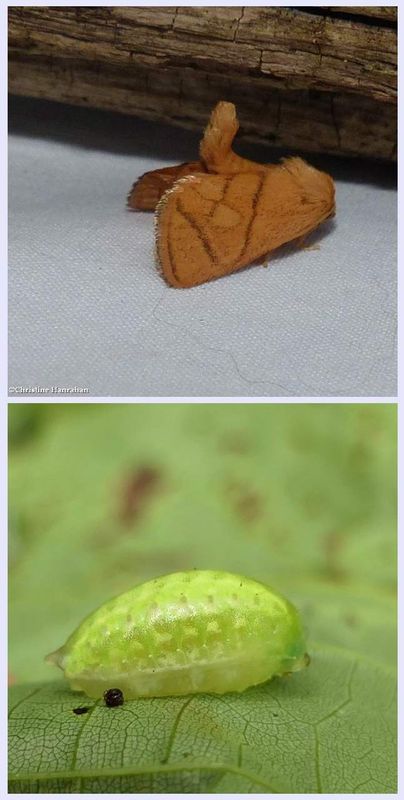 Yellow-collared slug moth and larva  (Apoda y-inversum), #4667