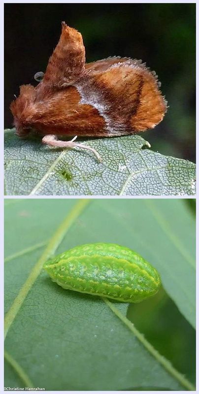 Yellow-shouldered slug moth and larva  (Lithacodes fasciola), #4665 