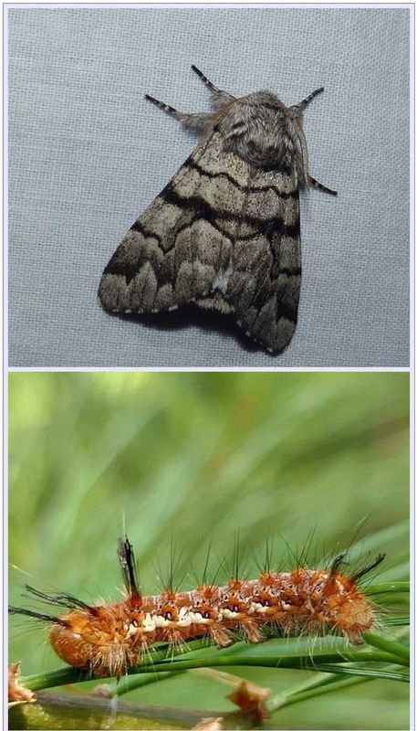 Eastern panthea moth and larva  (Panthea furcilla), #9182