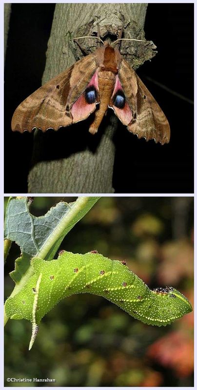 Blinded sphinx moth and larva (Paonias excaecata), #7824