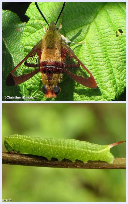 Hummingbird sphinx moth and larva (Hemaris thysbe), #7853 