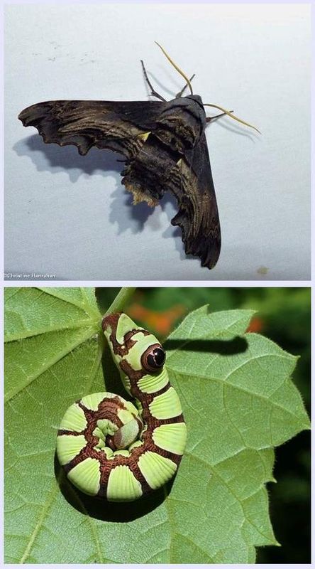 Abbott's sphinx moth and larva  (Sphecodina abbottii), #7870