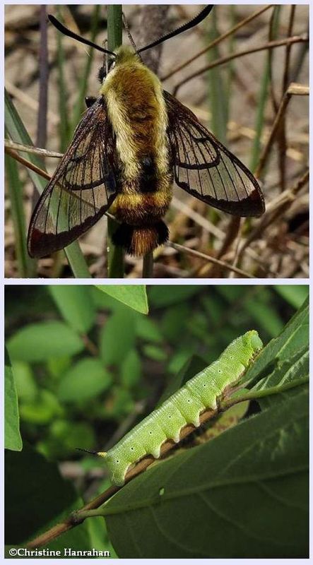 Snowberry clearwing moth and larva  (Hemaris diffinis), #7855