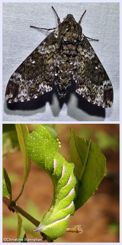 Pawpaw sphinx moth and larva (<em>Dolba hyloeus</em>),  #7784