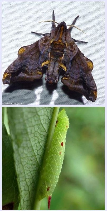 Small-eyed sphinx moth and larva  (Paonias myops), #7825