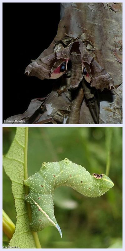 Twin-spotted sphinx moth and larva (Smerinthus jamaicensis), #7821 