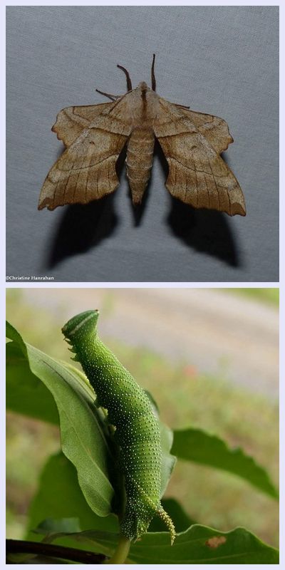 Walnut sphinx moth and larva  (Amorpha juglandis, #7827 