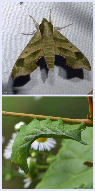 Virginia creeper sphinx moth and larva  (Darapsa myron),  #7885