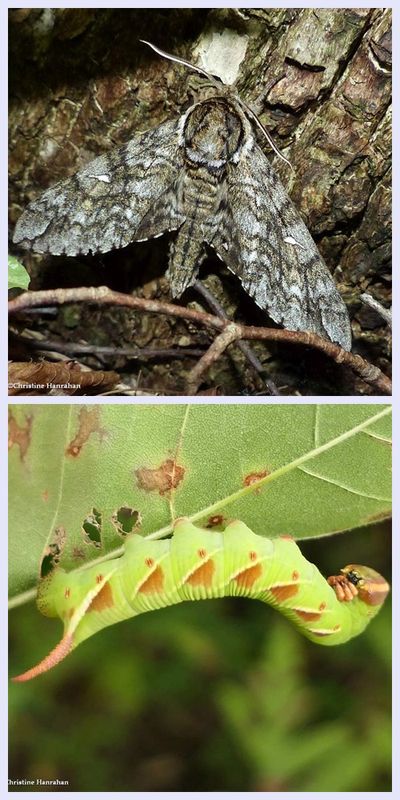 Waved sphinx moth and larva  (Ceratomia undulosa),  #7787