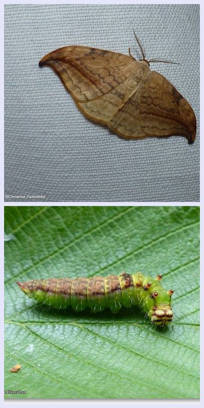 Arched hooktip moth and larva (Drepana arcuata), #6251