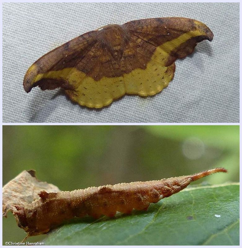 Rose hooktip moth and larva  (Oreta rosea), #6255
