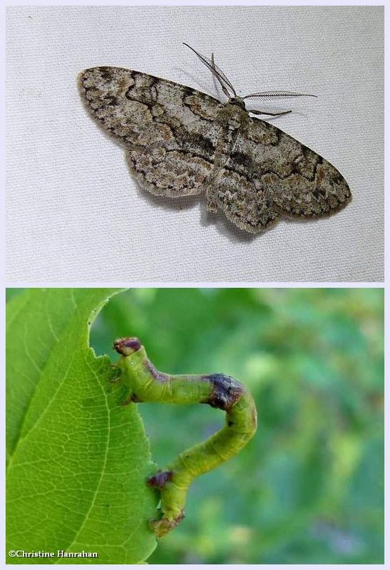 Bent-line gray moth and larva (Iridopsis larvaria), #6588
