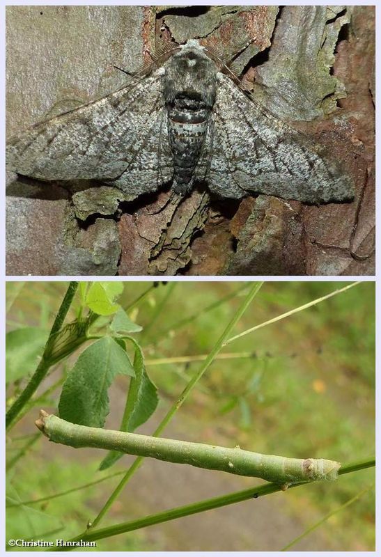 Salt and pepper geometer moth and larva  (Biston betularia), #6640