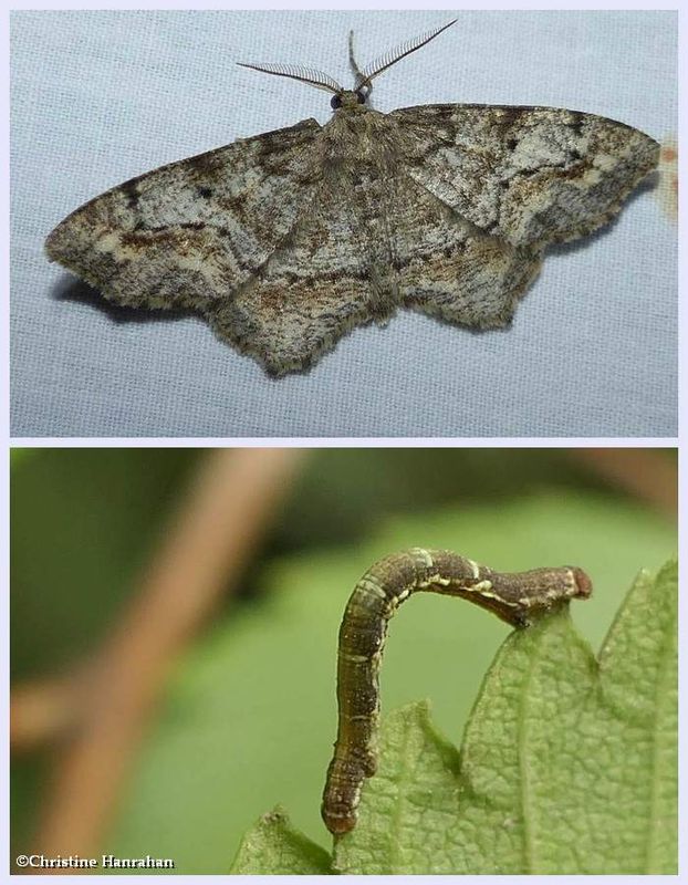 One-spotted variant moth and larva (Hypagyrtis unipunctata, #6654