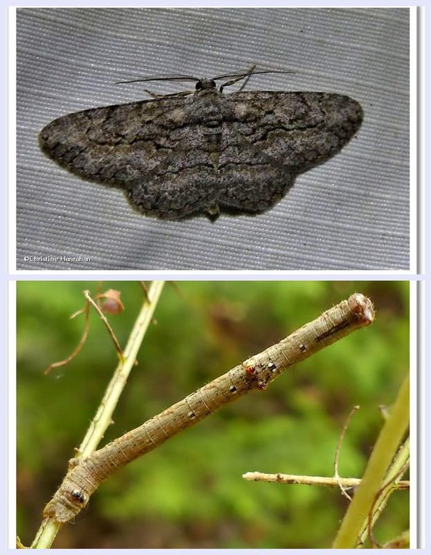 Common gray moth and larva (Anavitrinella pampinaria), #6590 