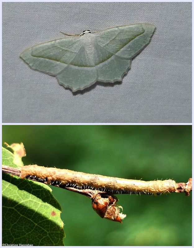 Pale beauty moth and larva  (Campaea perlata), #6796 