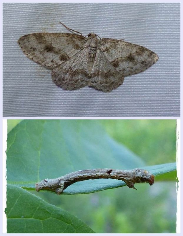Small engrailed moth and larva (Ectropis crepuscularia), #6597