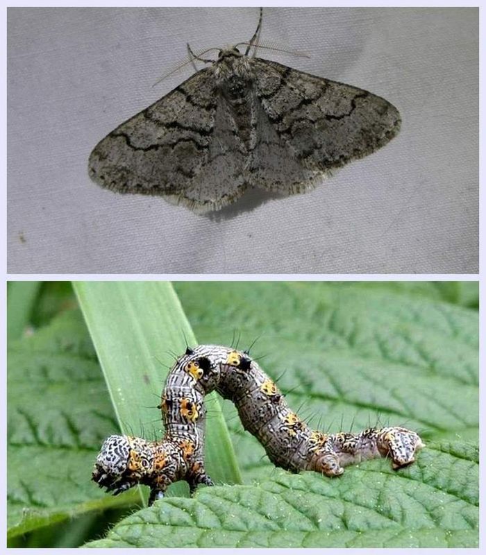 Half-wing moth and larva  (Phigalia titea), #6658