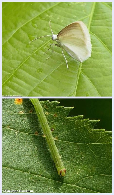 White spring moth and larva (Lomographa vestaliata), #6667
