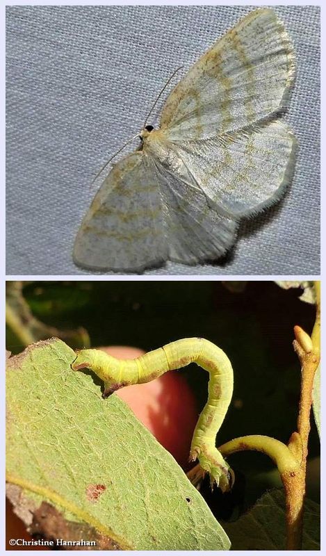 Yellow-dusted cream moth and larva  (Cabera erythemaria, #6677